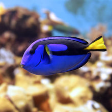 Regal Tang