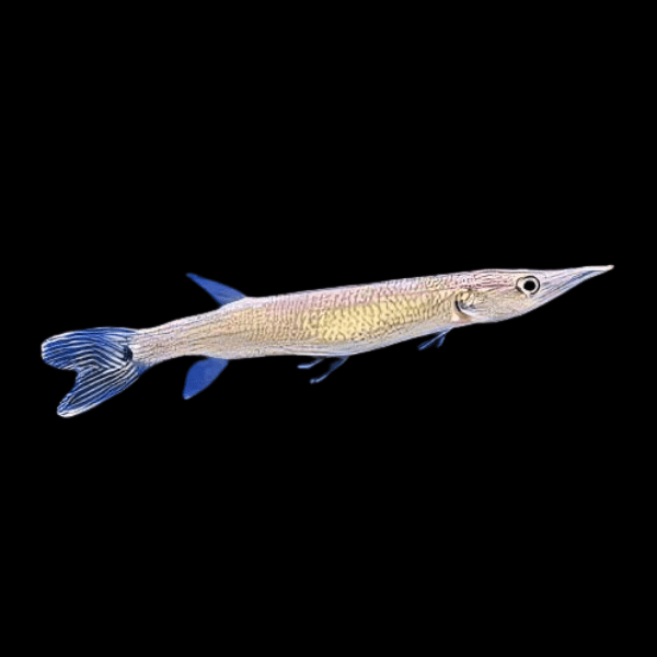 Rocket Gar
