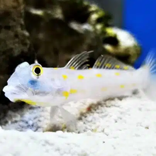 Sand Sifting Goby