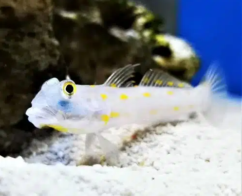 Sand Sifting Goby