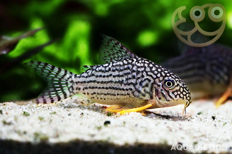 Sterbai Cory
