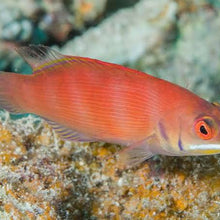 Striated Wrasse
