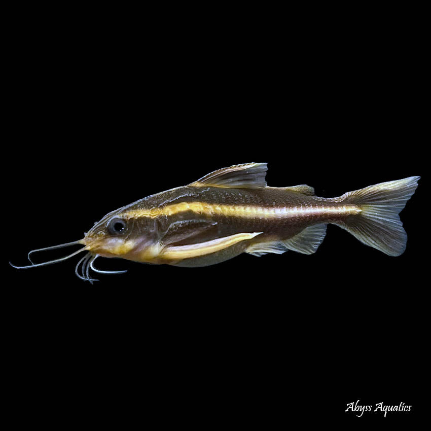Talking Catfish (1ft)