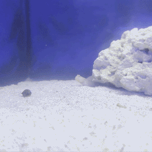 Sand Sifting Goby