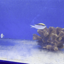 Barrier Reef Chromis