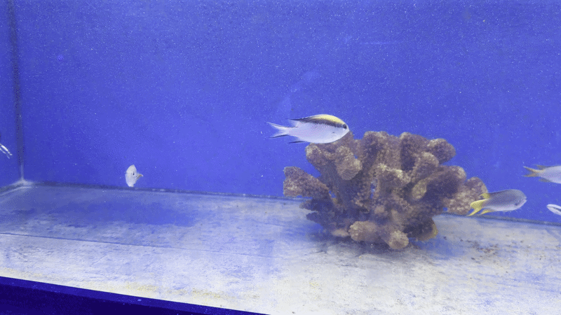 Barrier Reef Chromis