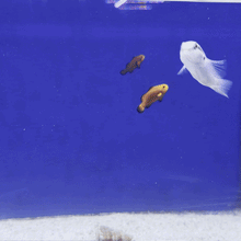 Knife Wrasse