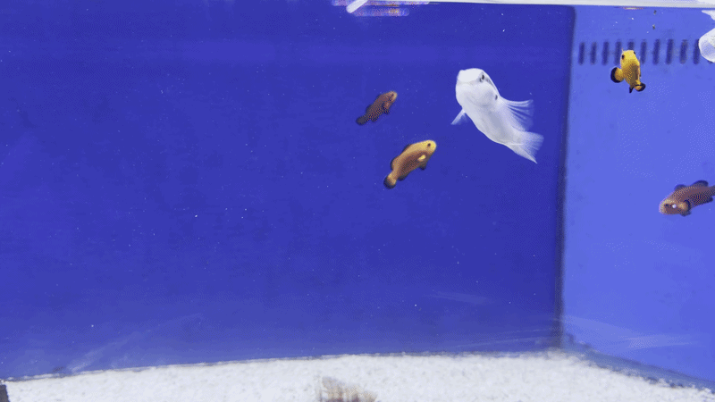 Knife Wrasse