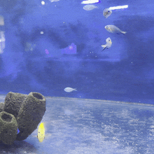 Chromis