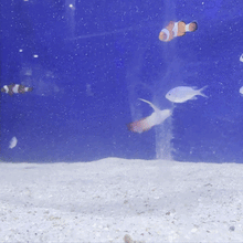 Leopard Wrasse