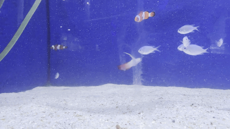 Leopard Wrasse