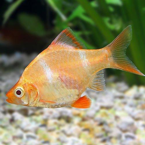 Tiger Barb Albino