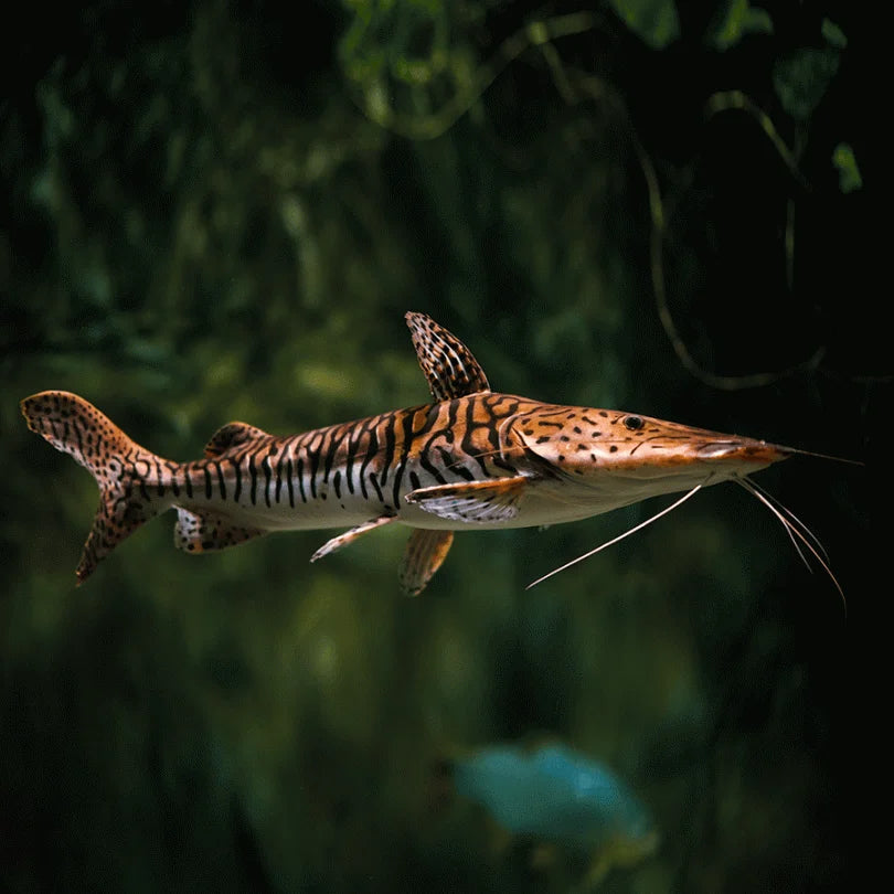 Tiger Shovelnose Catfish 5-6 inches
