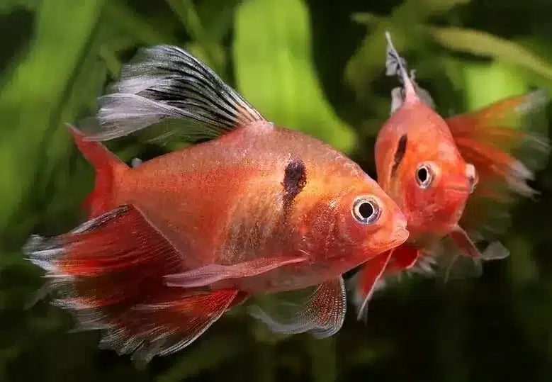 Track Fin Serpae tetra