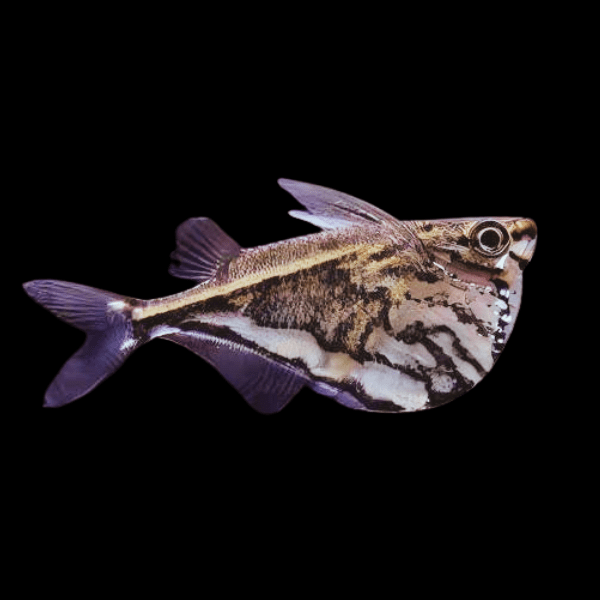 Veda Marbled