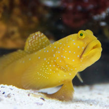 WatchMan Goby