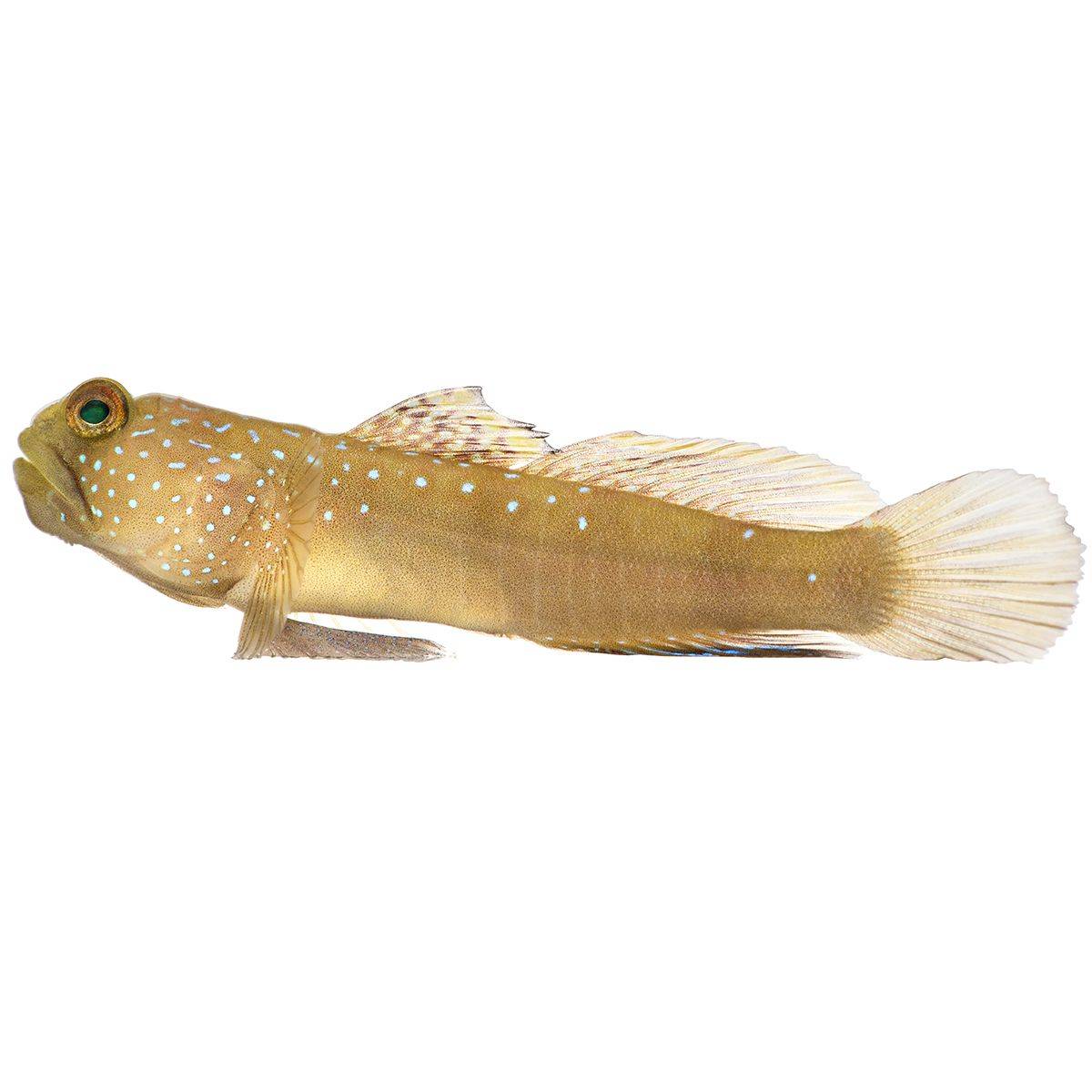 WatchMan Goby