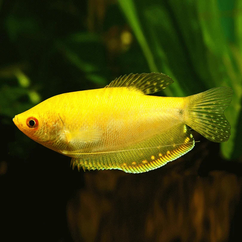 Yellow Gourami