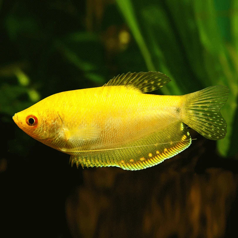 Yellow Gourami