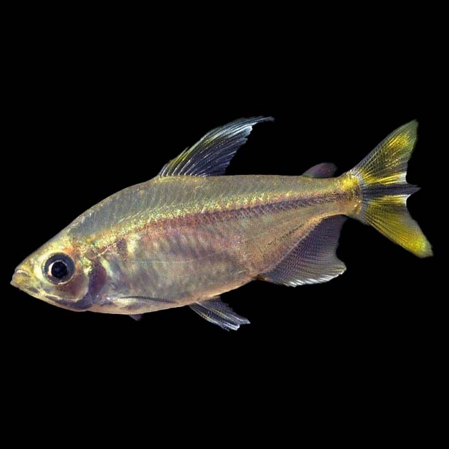 Yellow Tail Congo tetra