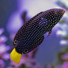 Yellow Tail