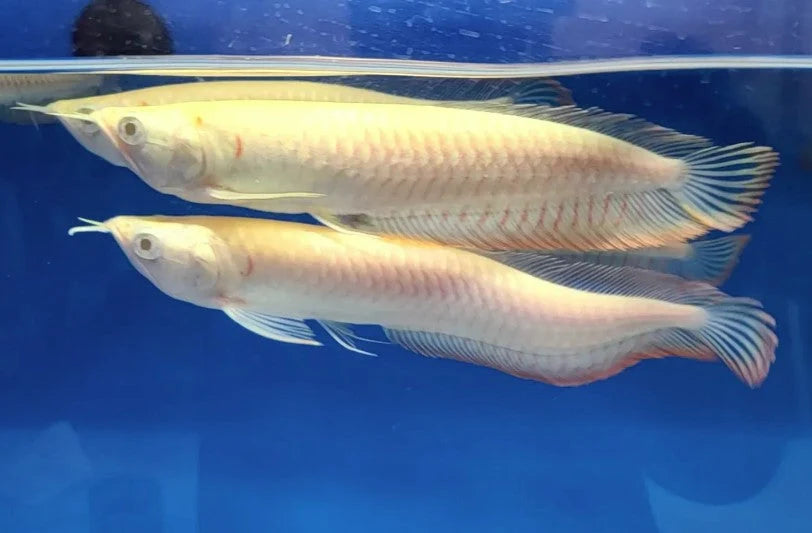 Albino Silver Arowana Red Eye (2.5ft)
