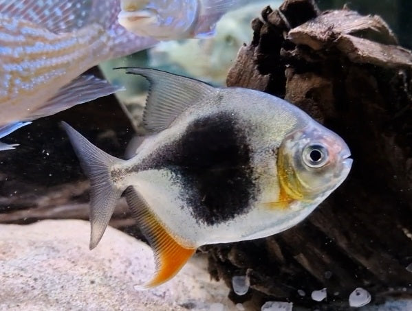Black Berry Silver Dollar Fish