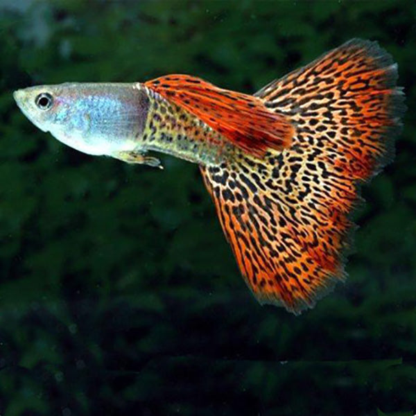 Guppies Male