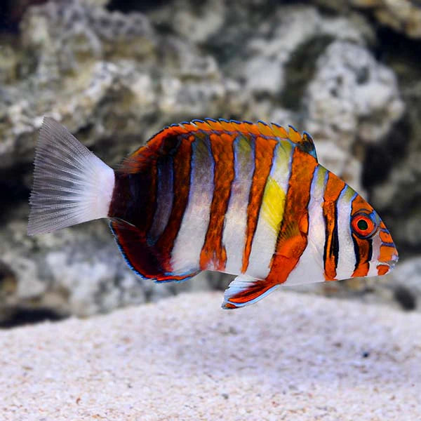 Harlequin Tusk fish