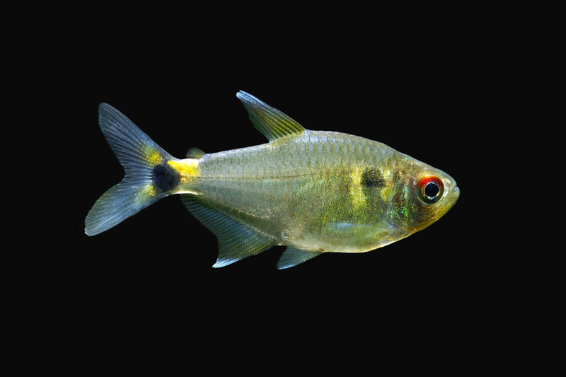 Head and Tail Light tetra
