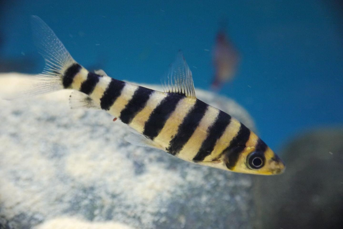Leporinus (5 Inches)