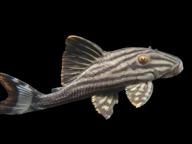 Liqo Royal Plaice Fish