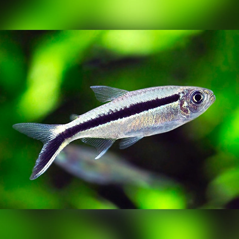 Penguin Tetra