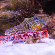 Pink Scooter Blenny