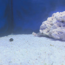 Sand Sifting Goby