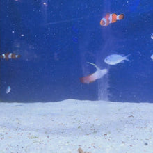 Leopard Wrasse