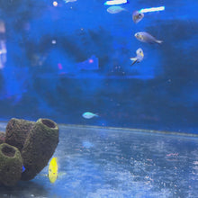 Chromis