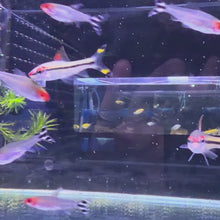 Rummy Nose Tetra
