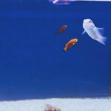 Knife Wrasse