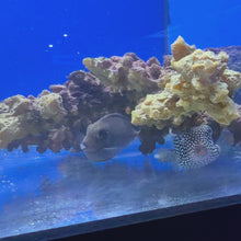 Blue Spot Tang