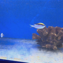 Barrier Reef Chromis