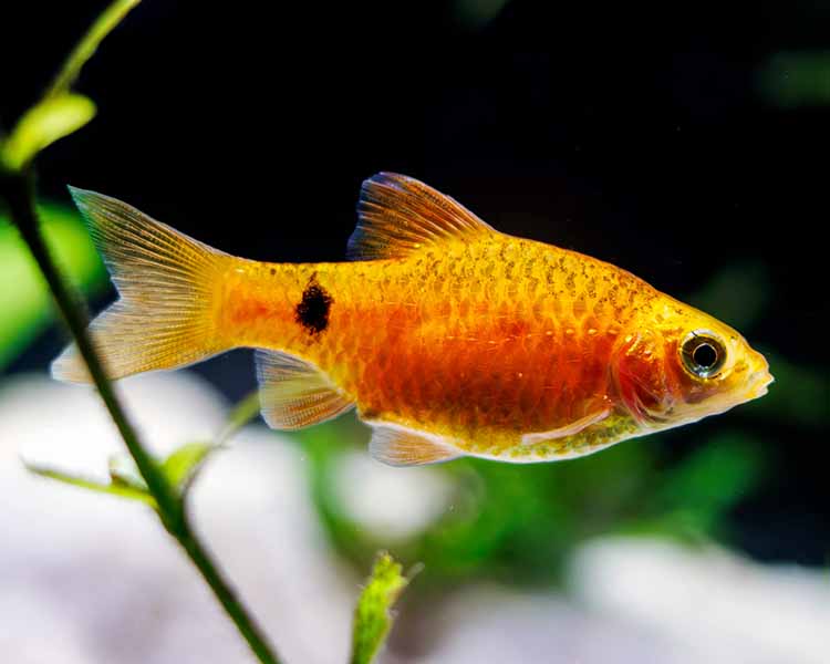Rosy Barb