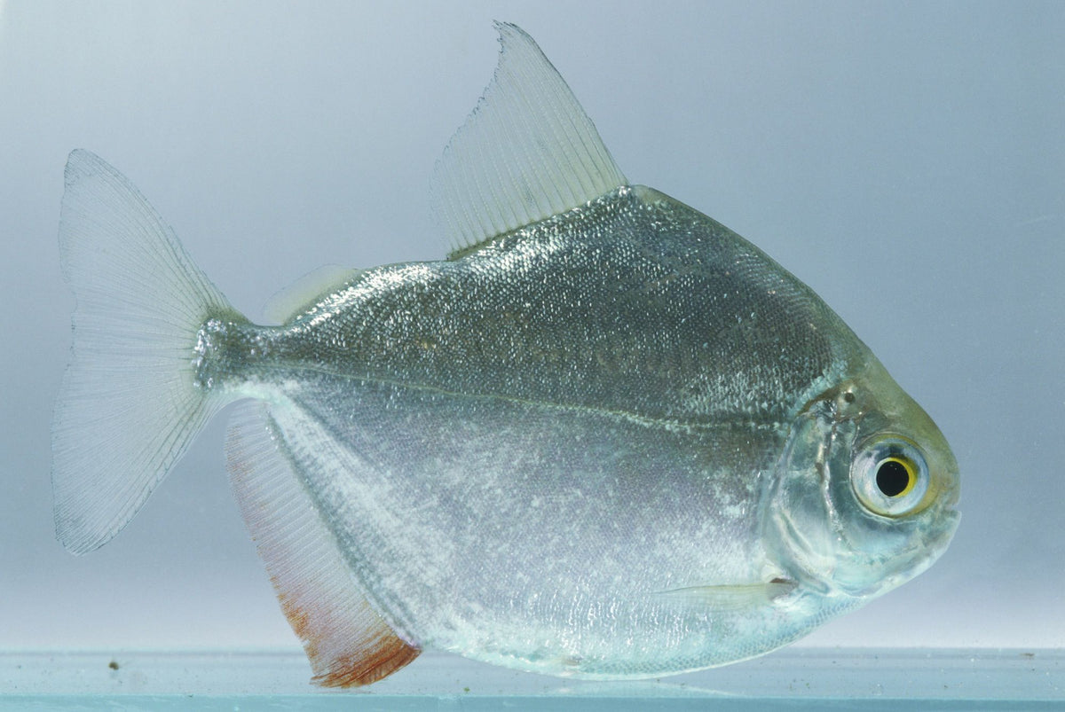 Silver Dollar Fish